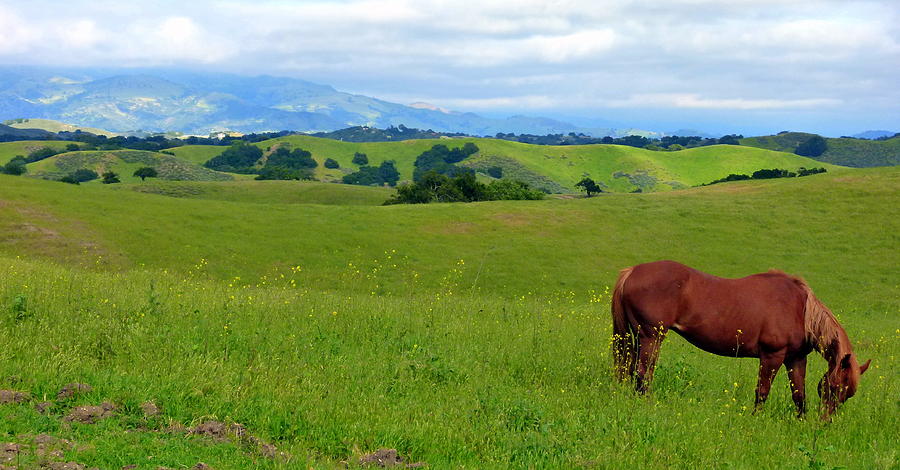 Pretty Horse Grazing in Rolling Hills Photograph by Jeff Lowe