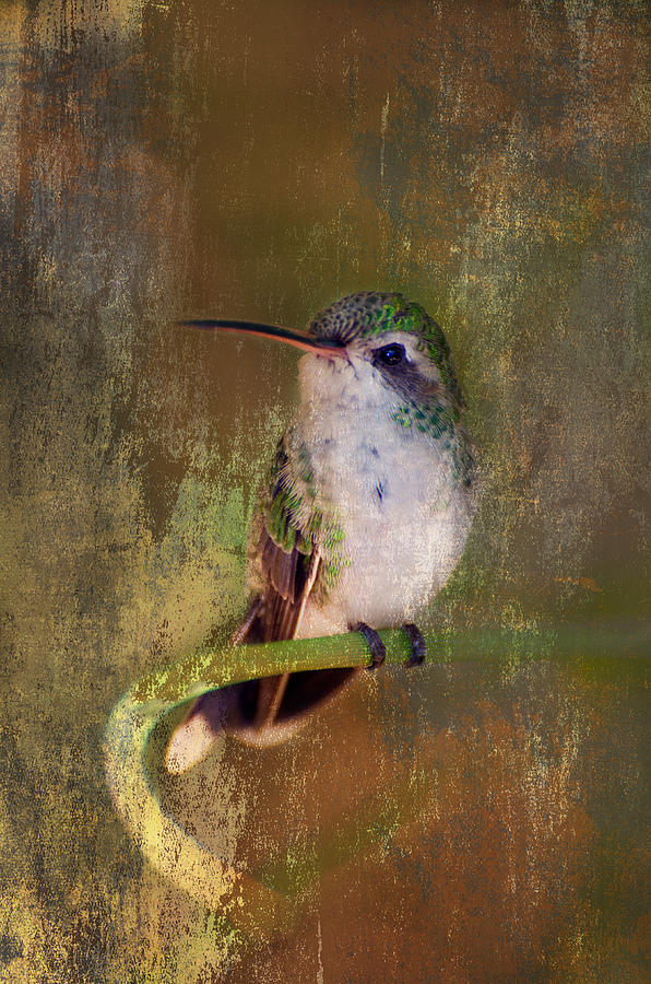Hummingbird Photograph - Pretty Hummer by Barbara Manis