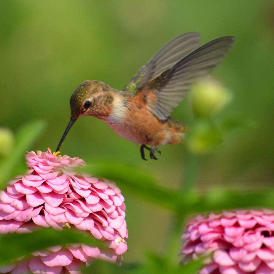 Pretty Hummingbird And Summer Zinnia Flower Photograph by P S
