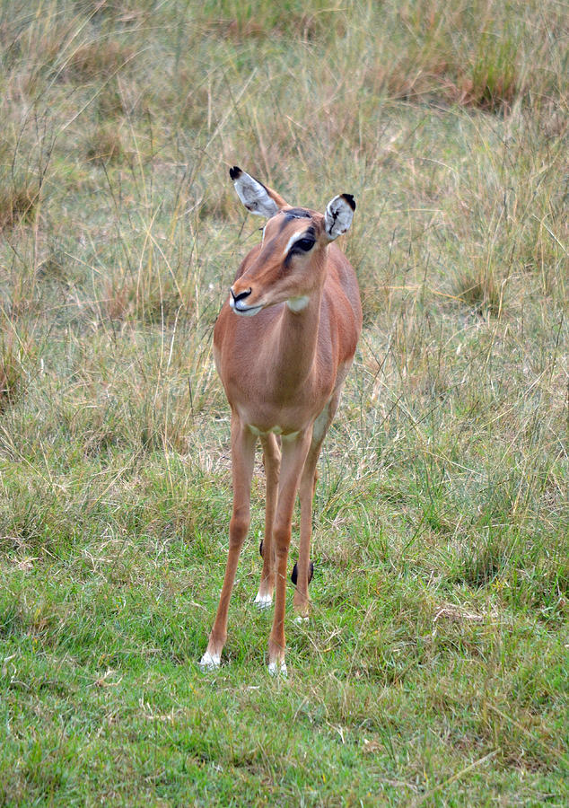 Pretty Impala Photograph by Richard Bryce and Family