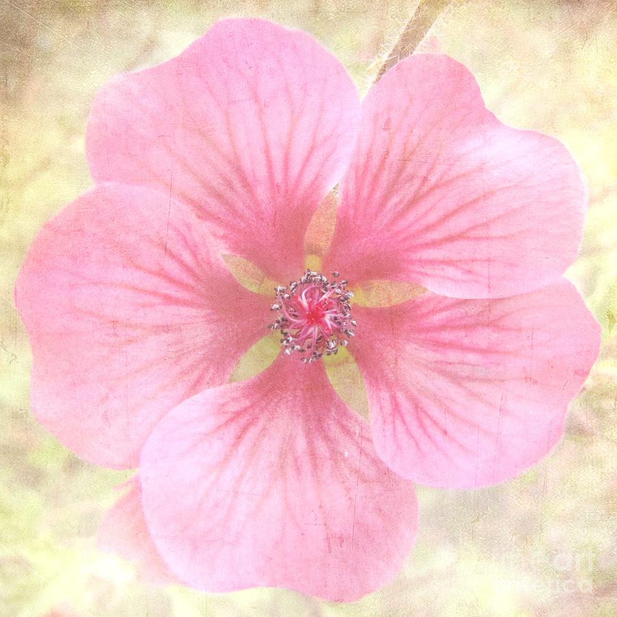 Pretty In Pastel Photograph by Peggy Hughes