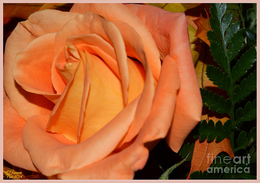 Flower Photograph - Pretty In Peach by Rennae Christman