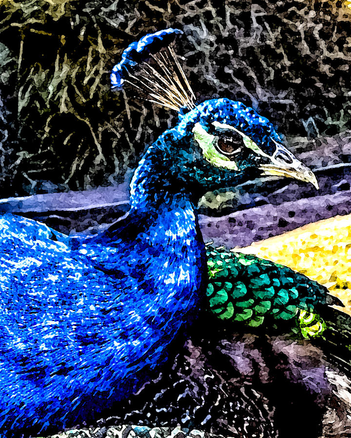Pretty in Peacock Photograph by Toma Caul