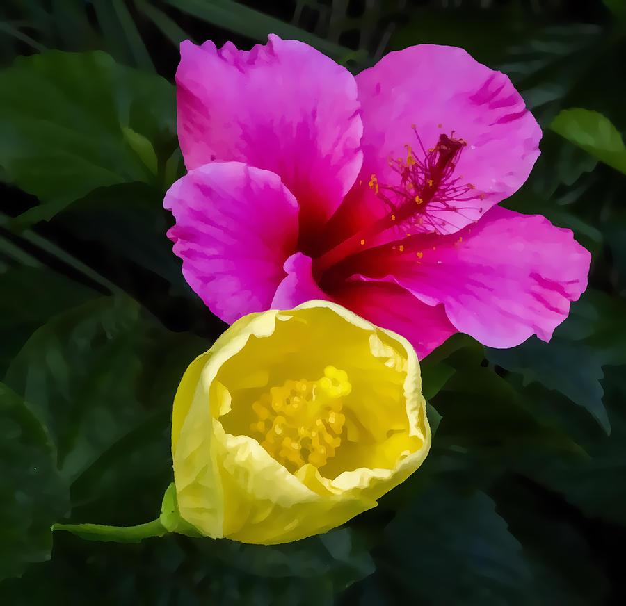 Pretty In Pink and Yellow Digital Art by Photographic Art by Russel Ray Photos