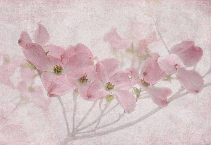 Pretty in Pink Photograph by Angie Vogel