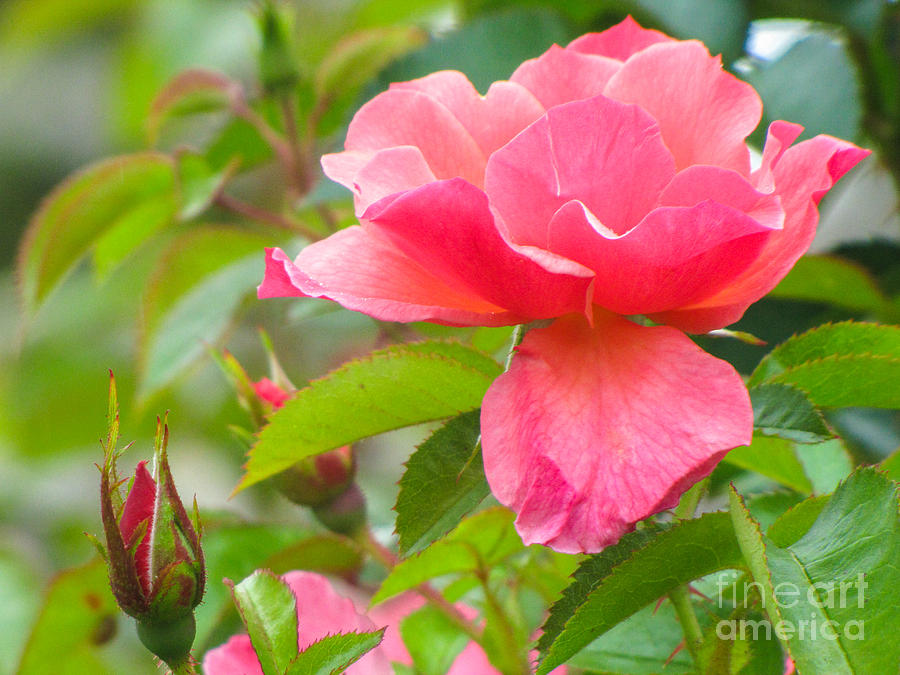 Pretty In Pink Photograph By Beverly Tabet Fine Art America