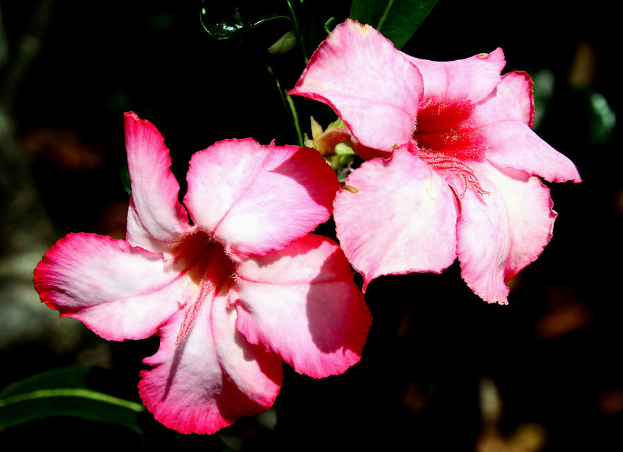 Pretty in Pink Photograph by Bob Slitzan