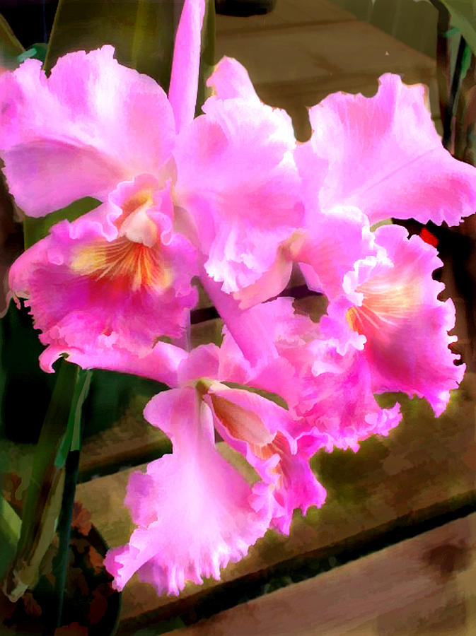 Orchid Painting - Pretty in Pink Cattleya Orchids by Elaine Plesser