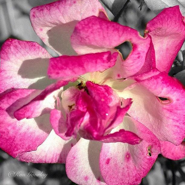 Pretty In Pink #colorsplash Photograph by Kim Gourlay