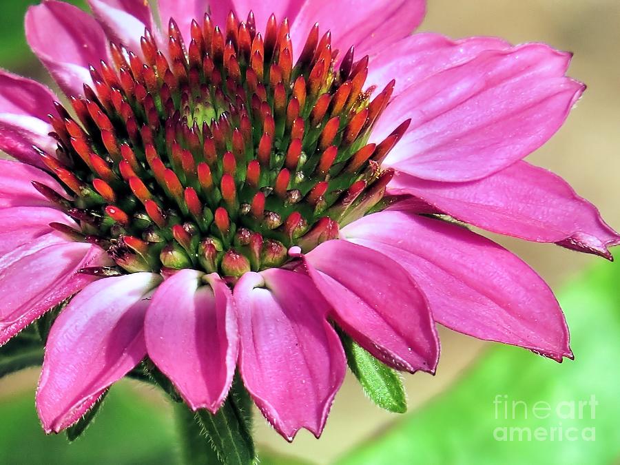 Pretty Pink Coneflower Photograph by Janice Drew