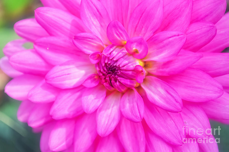 Flower Photograph - Pretty In Pink Dahlia by Peggy Franz