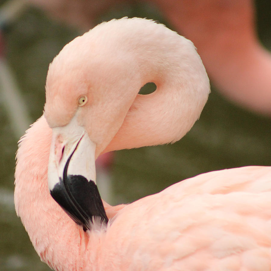 Pretty in Pink Photograph by Deana Glenz