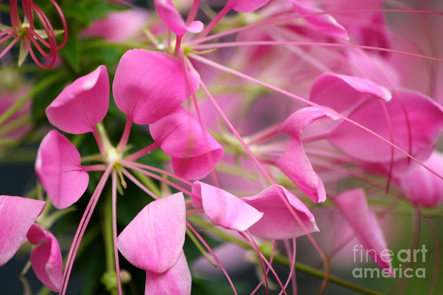 Pretty in pink Photograph by Deena Withycombe