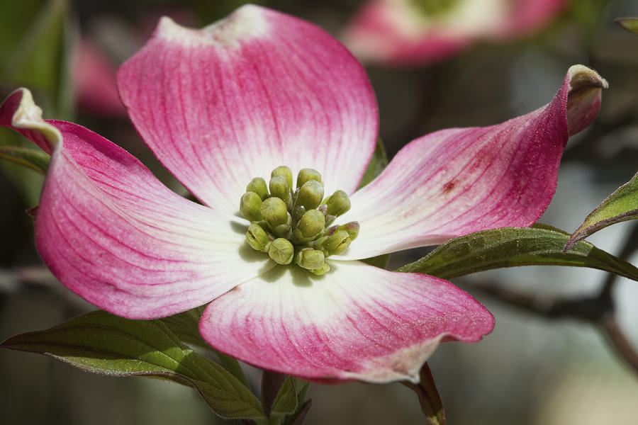 Pretty in Pink Dogwood Blossom Macro Photograph by Kathy Clark