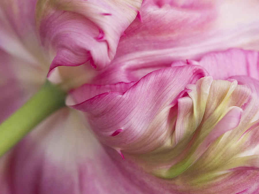 Pretty in Pink Photograph by Eggers Photography