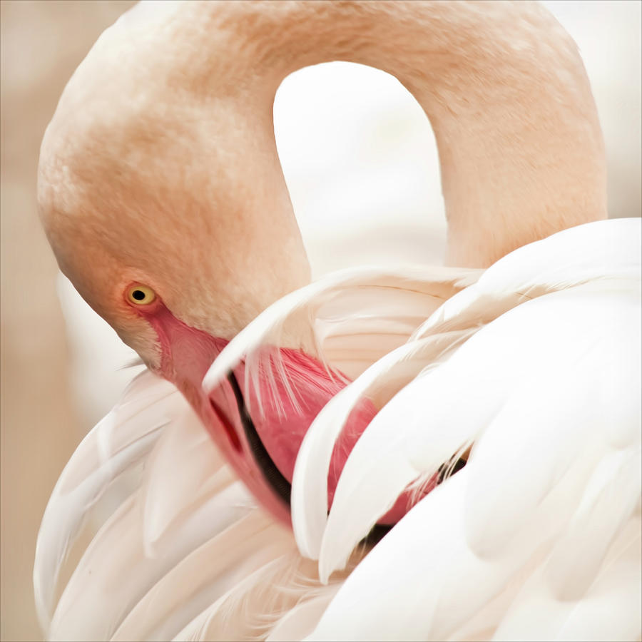 Pretty In Pink Flamingo Photograph by Blackcatphotos