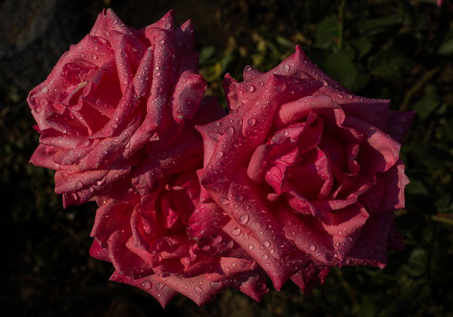 Pretty In Pink - Three Fabulous Roses Photograph by Georgia Mizuleva