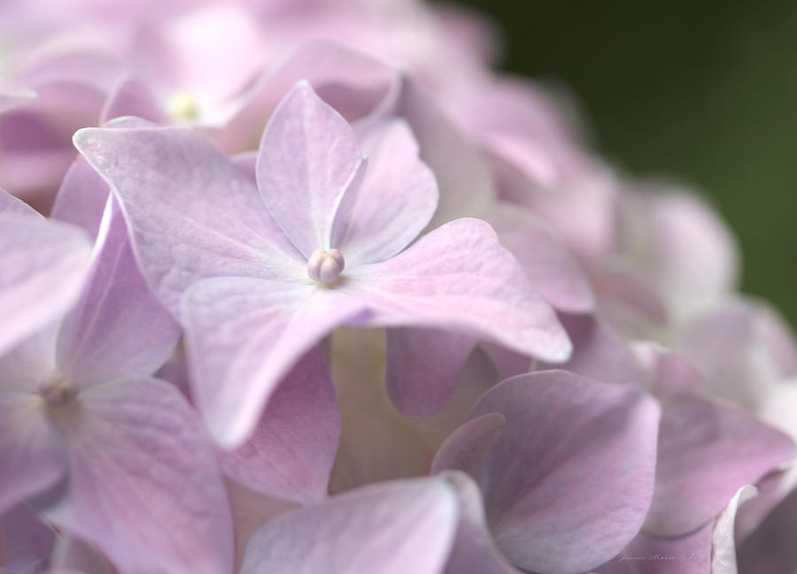 Pretty in Pink Hydrangea Flowers Photograph by Jennie Marie Schell