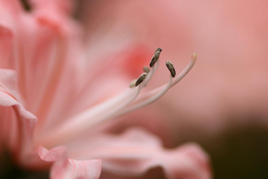 Pretty in Pink by Jacqui Collett Pretty in Pink by Jacqui Collett