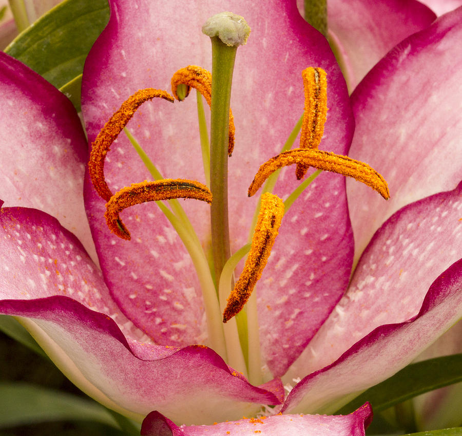 Lily Photograph - Pretty in Pink by Jean Noren