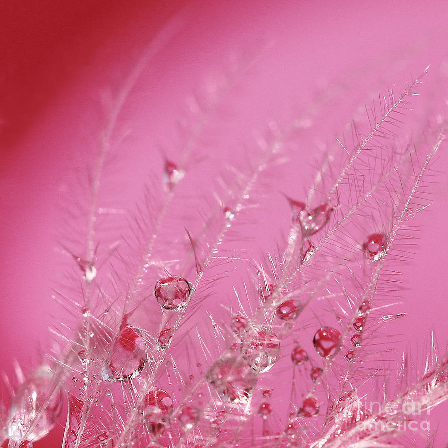 Abstract Photograph - Pretty in Pink by Karin Ubeleis-Jones