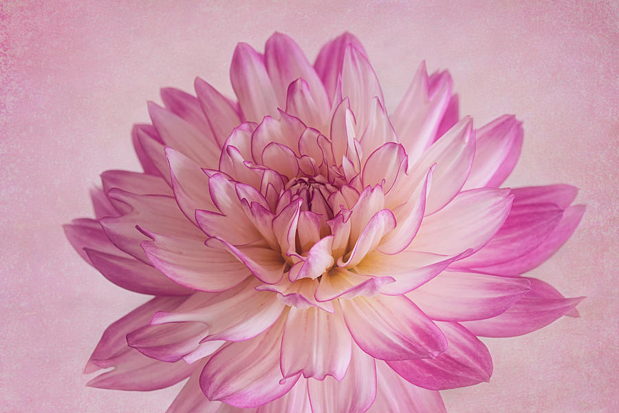 Flower Photograph - Pretty in Pink by Kim Hojnacki