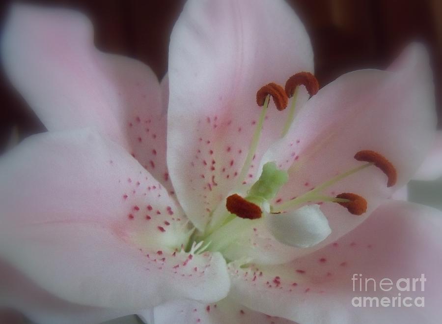 Flower Macro Photograph - Pretty In Pink by Lingfai Leung
