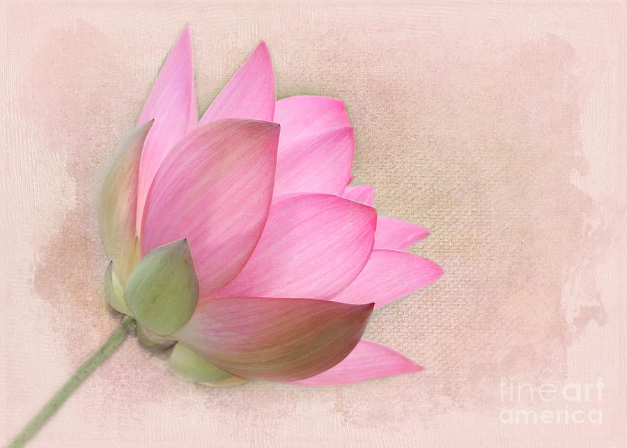 Buddha Photograph - Pretty in Pink Lotus Blossom by Sabrina L Ryan