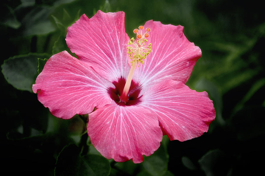 Hibiscus Photograph - Pretty in Pink by Louise Hill