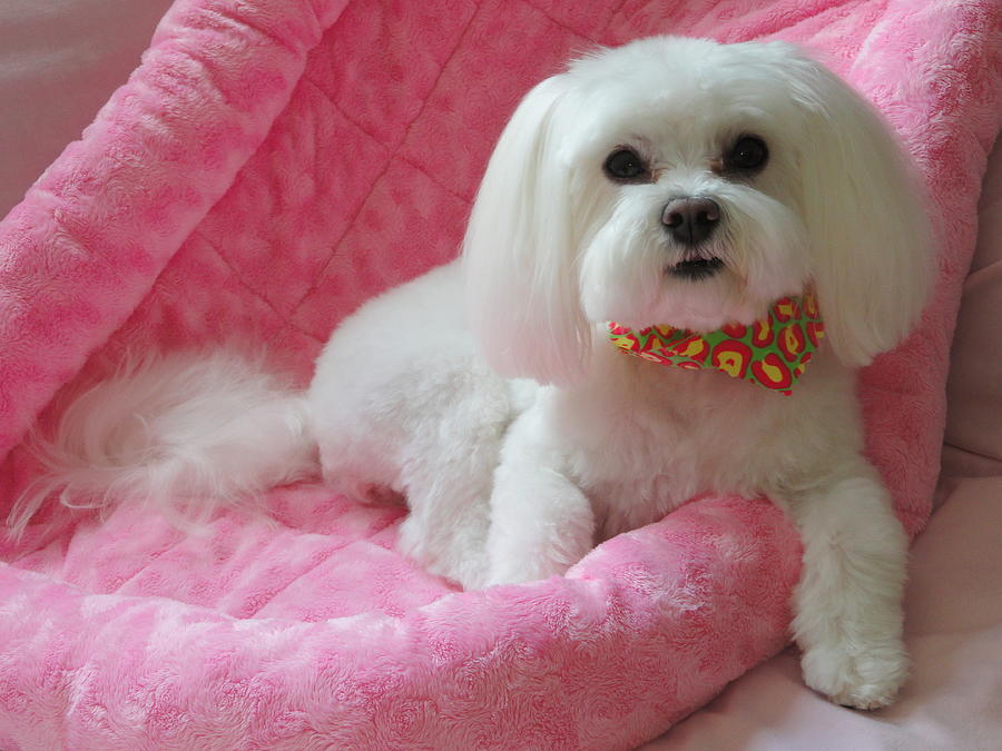 Dog Photograph - Pretty in Pink by Mary Beth Landis