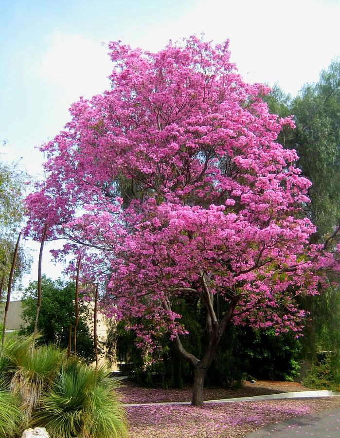 Tree Photograph - Pretty In Pink by Melissa McCrann