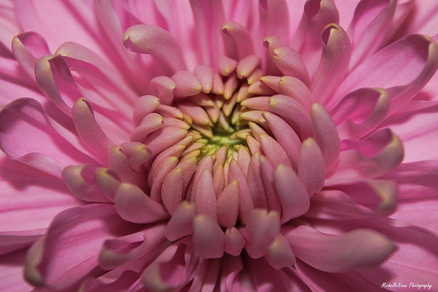 Flowers Still Life Photograph - Pretty in Pink by Michelle Nixon