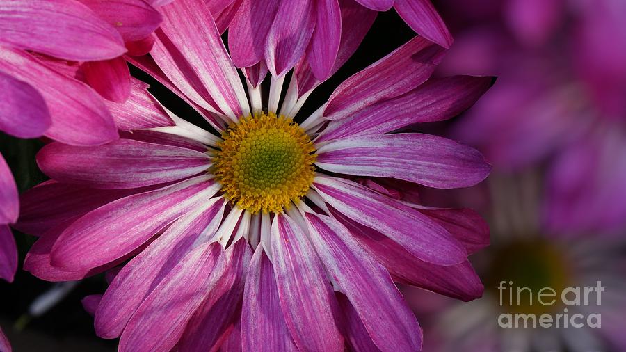 Daisy Photograph - Pretty In Pink by MSVRVisual Rawshutterbug