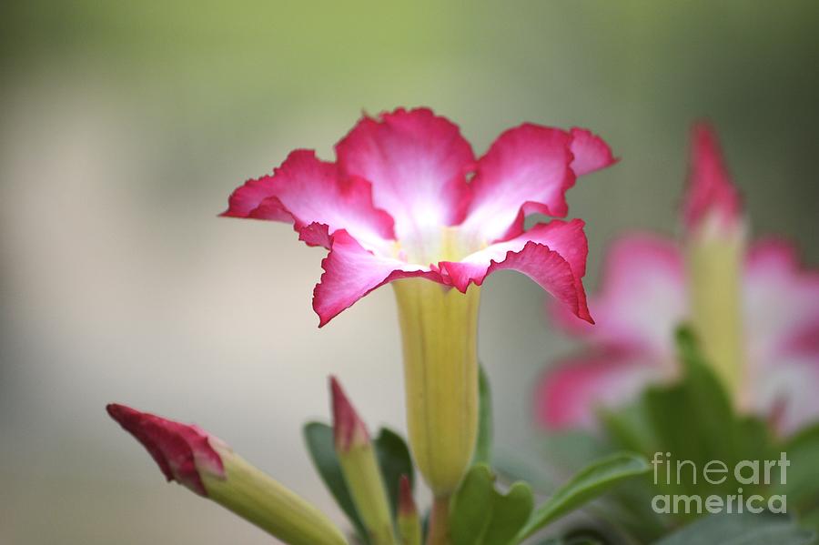 Flowers Still Life Photograph - Pretty in Pink by Olivia Szabo