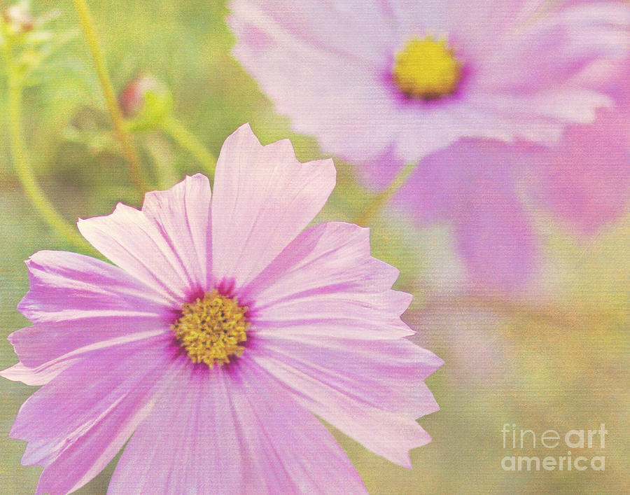 Nature Photograph - Pretty In Pink by Pam  Holdsworth