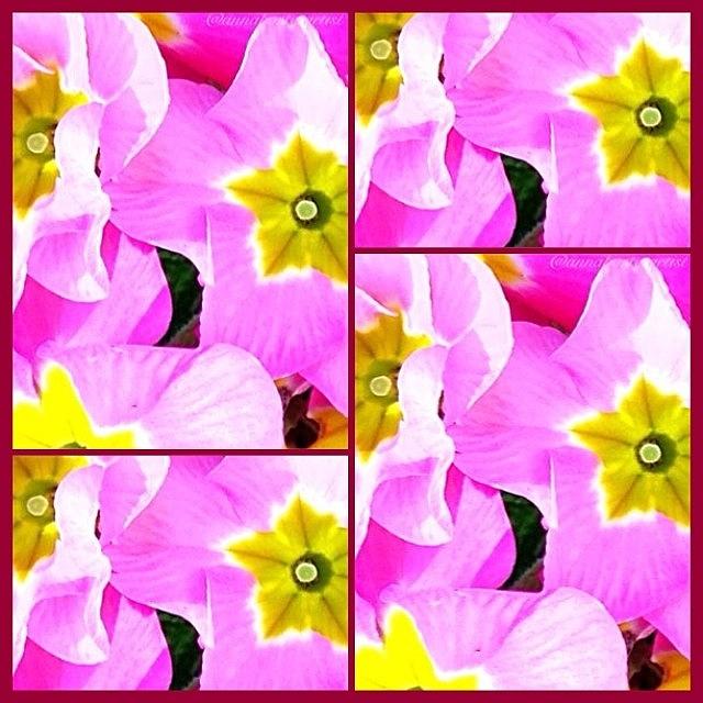 Flower Photograph - Pink Primrose Collage by Anna Porter