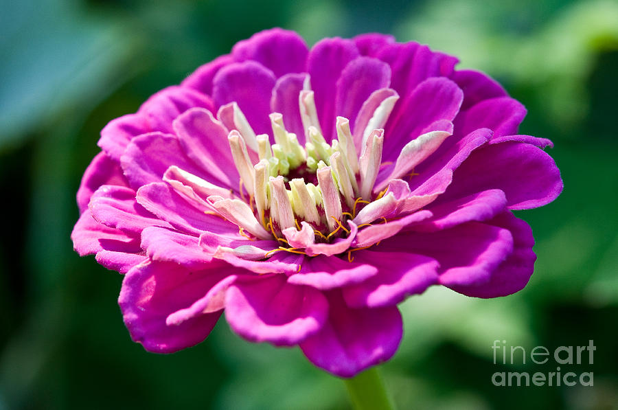 Pink Flowers Photograph - Pretty In Pink by Terry Elniski