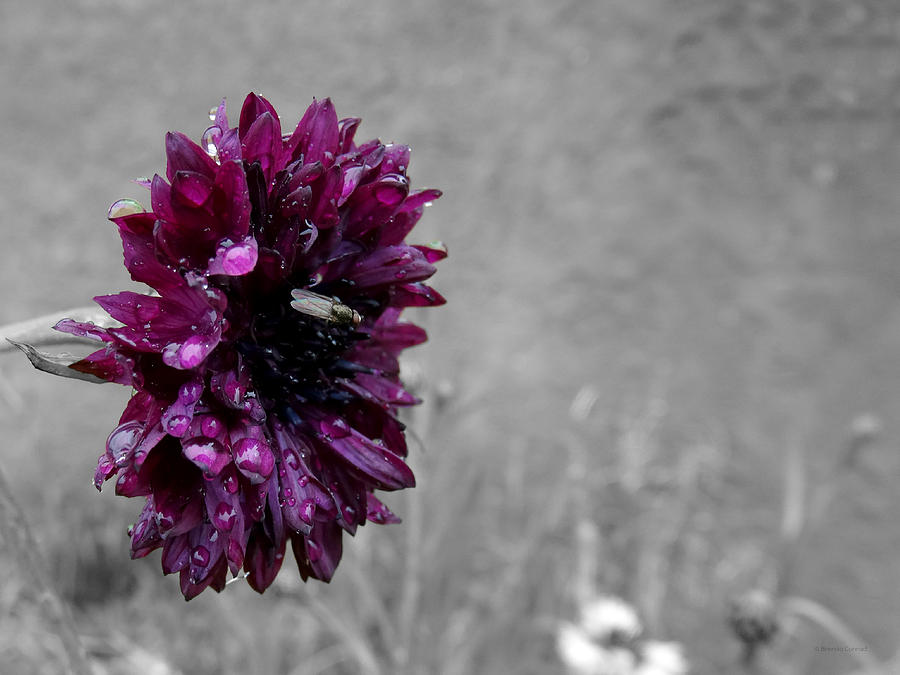 Pretty in Purple Photograph by Dark Whimsy