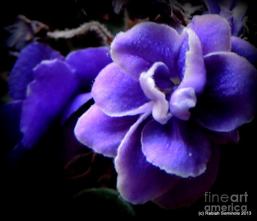 Pretty in Purple Photograph by Rabiah Seminole