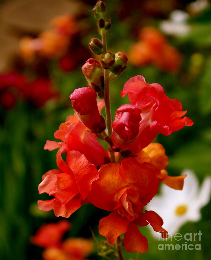 Flowers Still Life Photograph - Pretty in Red by Sherri Williams