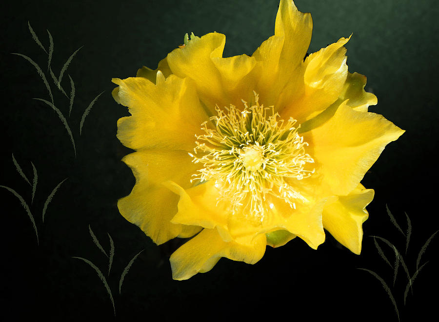 Pretty in Yellow Photograph by Rosalie Scanlon