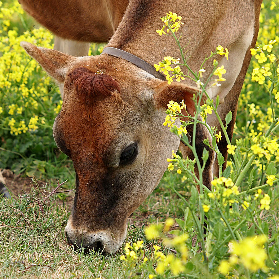 Pretty Jersey Cow Square Photograph by Gill Billington