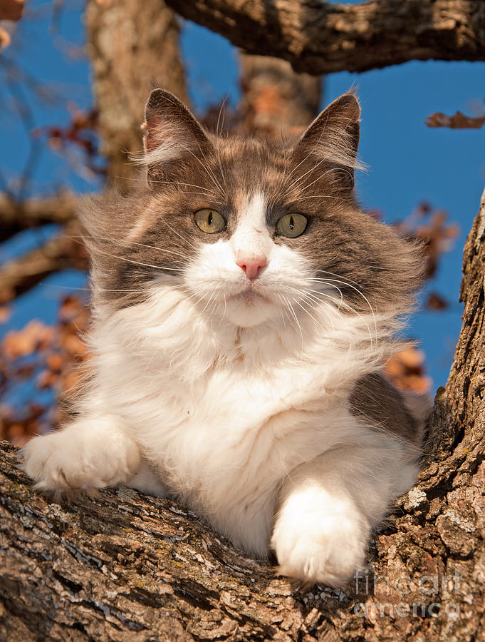 Pretty Kitty High Up Photograph by Sari ONeal