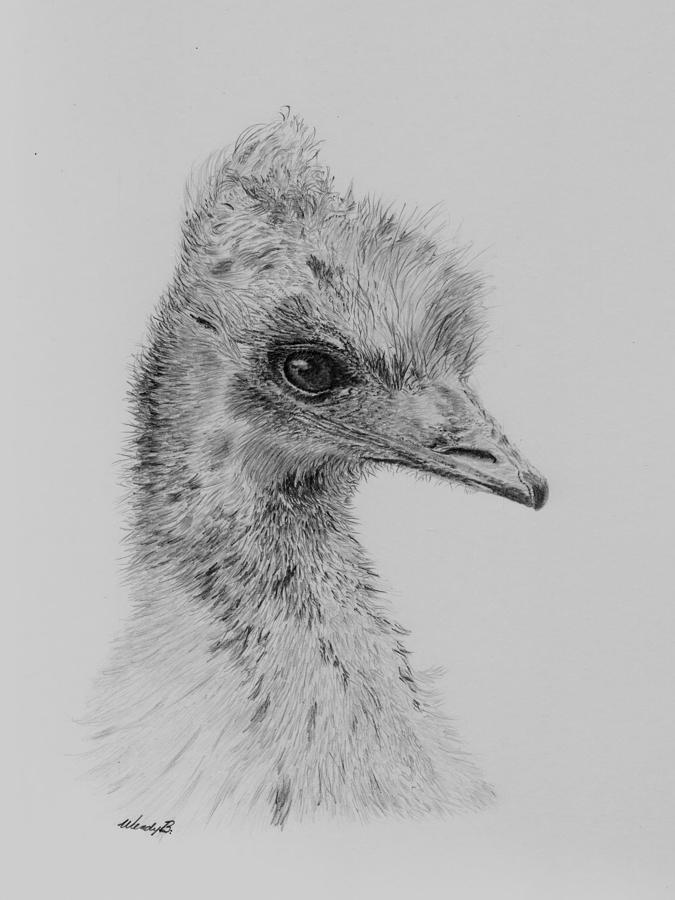 Emu Drawing - Pretty Larry by Wendy Brunell