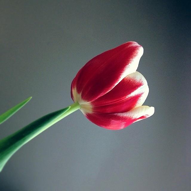 Tulip Photograph - Pretty Light In My Dining Room Today To by Diana Daley