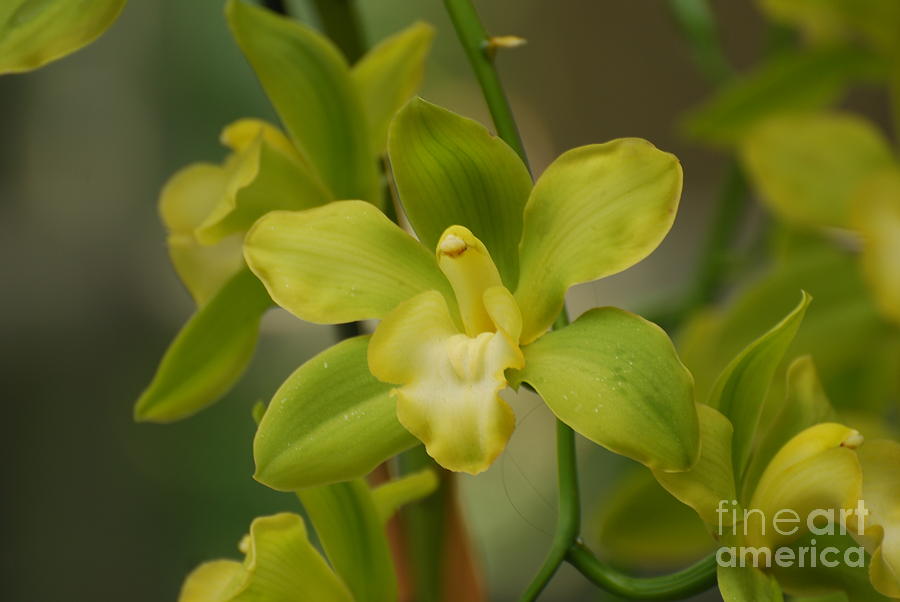 Orchid Photograph - Pretty Lime Green Orchid by DejaVu Designs