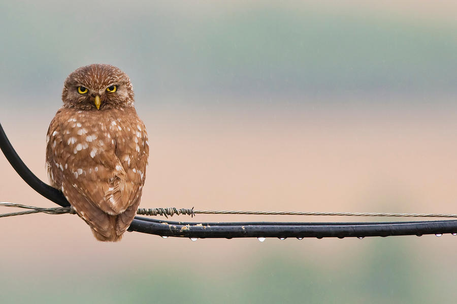 Owl Photograph - Pretty Little Angry Man by Volkan Donbaloglu