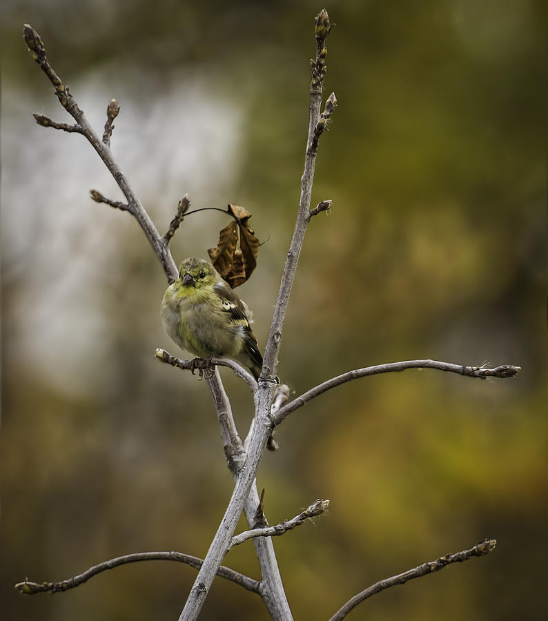 Finch Photograph - Pretty Little Bird by Thomas Young