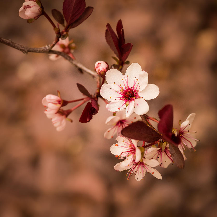 Pretty Little Blossoms Photograph by Janis Knight