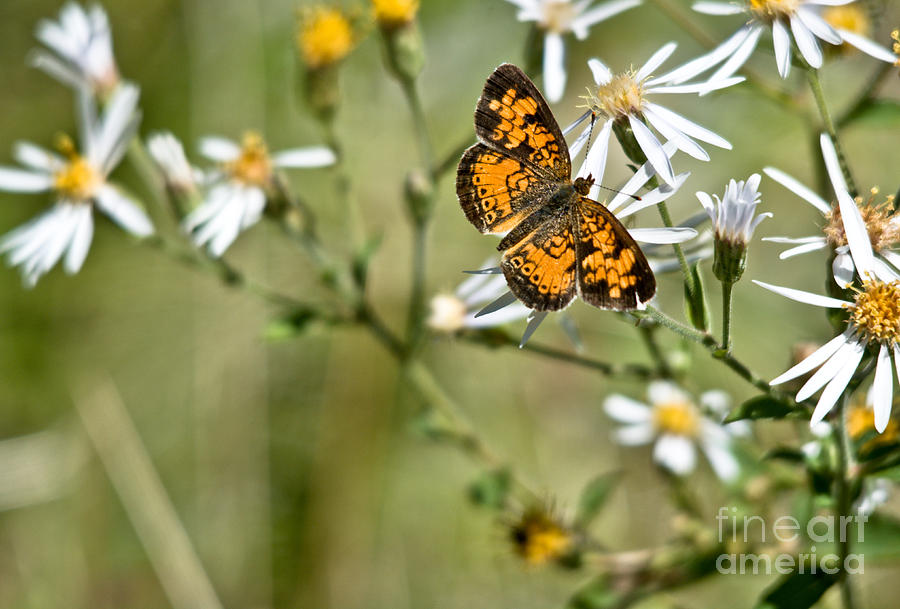 Pretty Little Butterfly Photograph by Cheryl Baxter